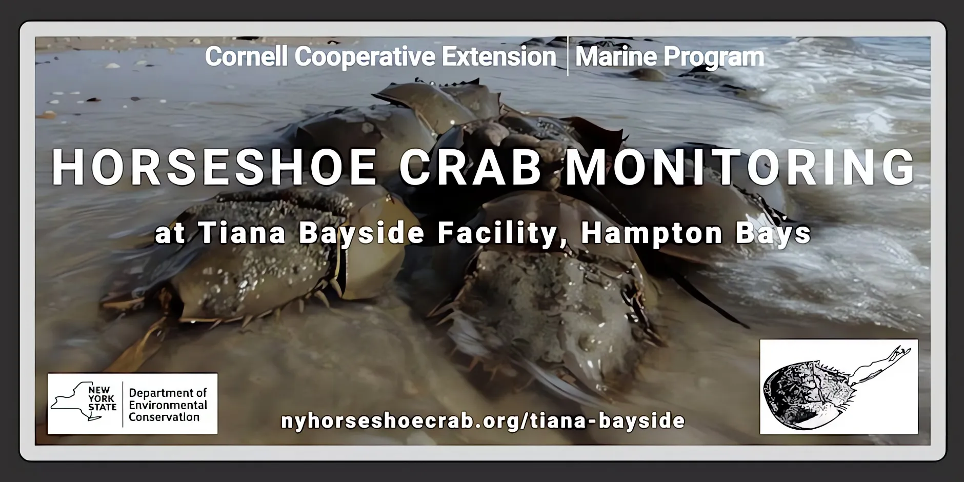Horseshoe Crab Monitoring at Tiana Bayside